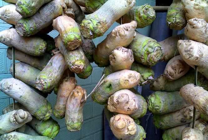 大頭菜周幾爛掉