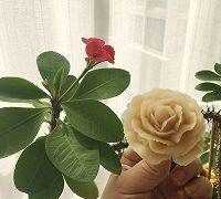 白豆沙是什么豆做的,韓式裱花的豆沙是什么材料做的圖15