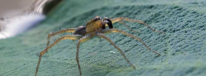 為什么蜘蛛在水里能存活很長時間呢