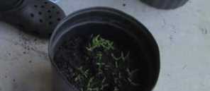 爛西紅柿的妙用,西紅柿秧怎樣做成肥料圖4