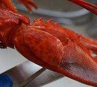 波龍?jiān)趺醋龊贸杂趾?jiǎn)單,波龍?jiān)趺闯詧D3