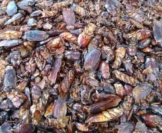 蟑螂是藥材嗎?能治什么樣的病