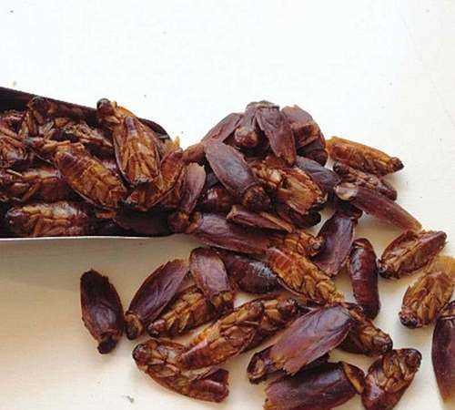 為什么蟑螂是害蟲 又是中藥材呢圖片