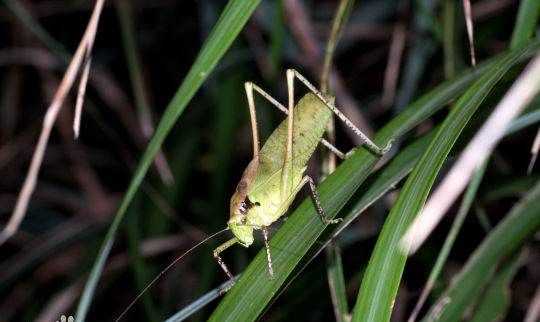 紡織娘是什么東西圖片,紡織娘俗稱是什么東西圖2