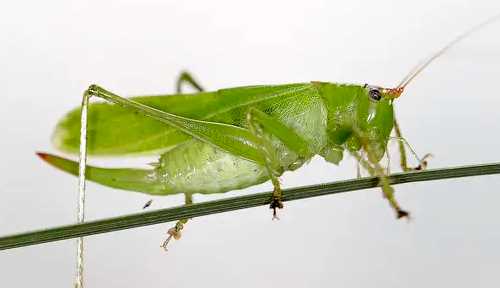 紡織娘是什么東西圖片,紡織娘俗稱是什么東西圖3