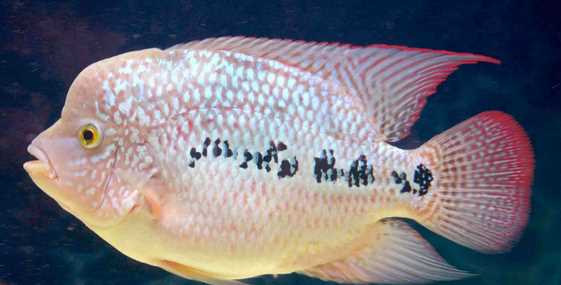 泰國金是什么金,泰金是什么金,值錢嗎圖2