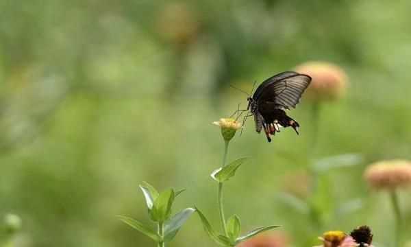 立夏是幾月幾日，22年立夏是幾月幾號？圖3