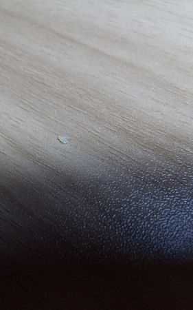 屋里有小飛蟲是怎么回事