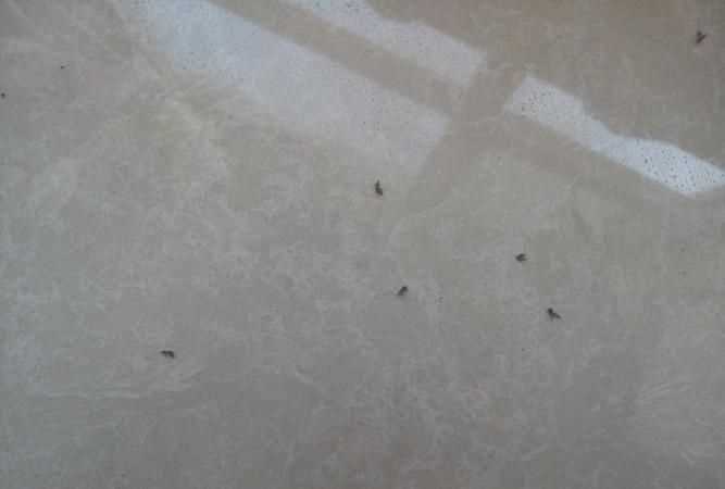 冬天家里還會有衣蛾蟲嗎