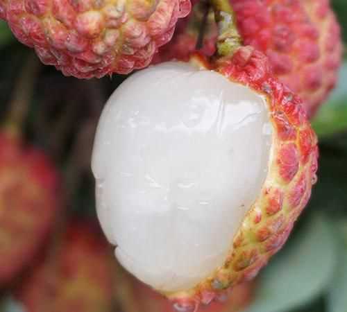 觀音綠荔枝和仙進(jìn)奉荔枝哪個好