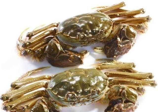 大閘蟹幾月份上市，鄱陽(yáng)湖大閘蟹何時(shí)上市？圖6