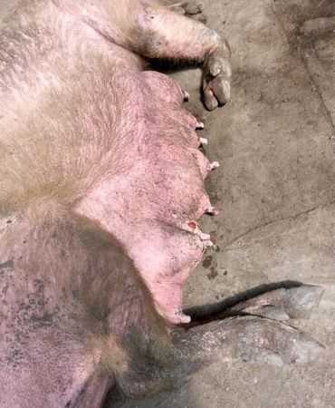 呵呵的特殊含義是什么