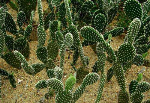 仙人掌的精神品質(zhì),仙人掌他有什么象征意義圖4
