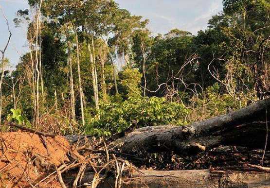 破壞森林可能會(huì)引發(fā)哪些自然災(zāi)害為什么,破壞森林對(duì)環(huán)境的危害圖1