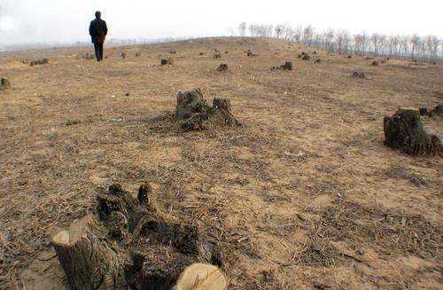 破壞森林可能會(huì)引發(fā)哪些自然災(zāi)害為什么,破壞森林對(duì)環(huán)境的危害圖4