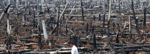 破壞森林可能會(huì)引發(fā)哪些自然災(zāi)害為什么,破壞森林對(duì)環(huán)境的危害圖7