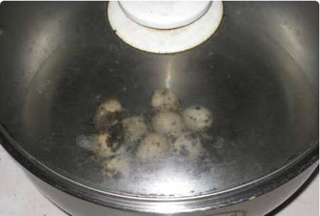 煮鵪鶉蛋多長時間,煮鵪鶉蛋需要煮幾分鐘圖4