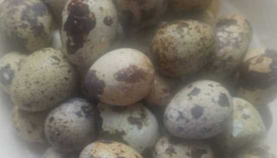 煮鵪鶉蛋多長時間,煮鵪鶉蛋需要煮幾分鐘圖10