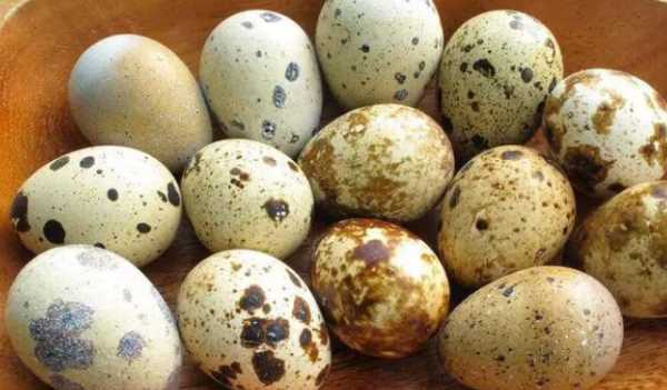 煮鵪鶉蛋多長時間,煮鵪鶉蛋需要煮幾分鐘圖11