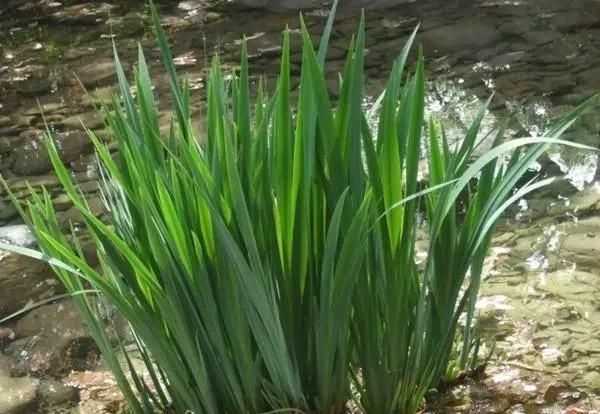 菖蒲怎么讀，菖蒲簡(jiǎn)介