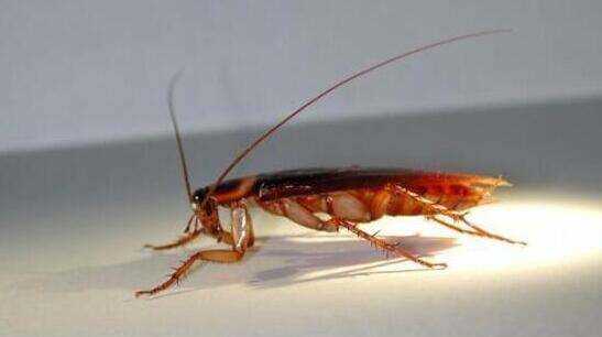 蟑螂吃過(guò)的東西還能吃,被蟑螂弄過(guò)的東西還能吃嗎圖3