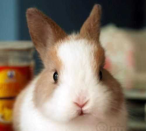 小兔子名字叫什么比較好聽(tīng)姓林