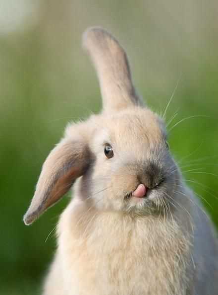 兔子取什么名字好聽(tīng)又可愛(ài)女