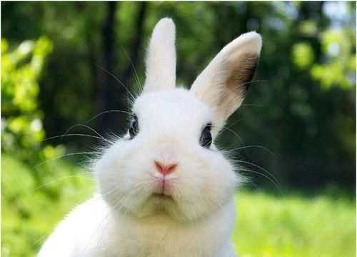 兔子名字可愛(ài)洋氣大全