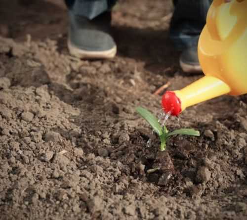 什么是見(jiàn)干見(jiàn)濕的澆水方法