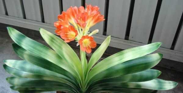 怎么判斷見(jiàn)干見(jiàn)濕,見(jiàn)干見(jiàn)濕和間干間濕有什么區(qū)別圖6