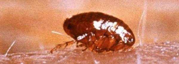 跳蚤有翅膀,跳蚤會飛嗎?有翅膀嗎?圖2