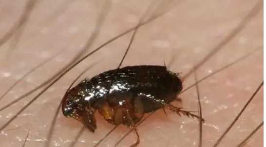 跳蚤有翅膀,跳蚤會飛嗎?有翅膀嗎?圖4