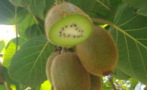 獼猴桃最快催熟方法,獼猴桃怎么催熟圖6
