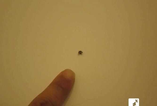 家里有小飛蟲怎么根除 教你6個方法視頻