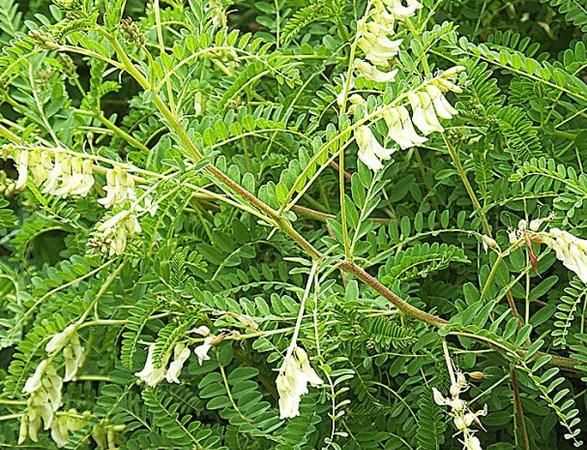 中國(guó)黃芪產(chǎn)地哪里最好