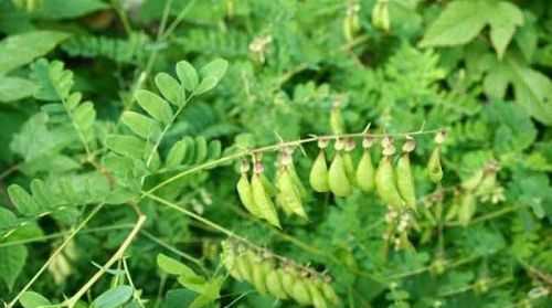 哪里產(chǎn)的黃芪質(zhì)量最好