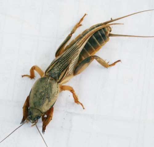 螻蟻和螻蛄是一種昆蟲嗎