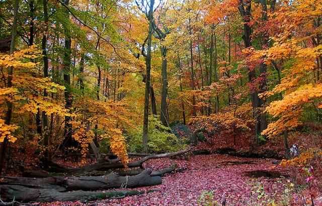 八月是秋天嗎，八月八日是秋天的第一天嗎？圖4