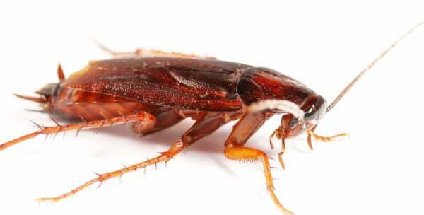 蟑螂沖進(jìn)下水道會(huì)返回嗎,蟑螂沖進(jìn)馬桶里還會(huì)爬出來圖4