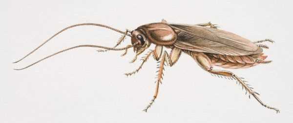 蟑螂能扔馬桶里沖走嘛,蟑螂沖進(jìn)馬桶里還會(huì)回來嗎圖3