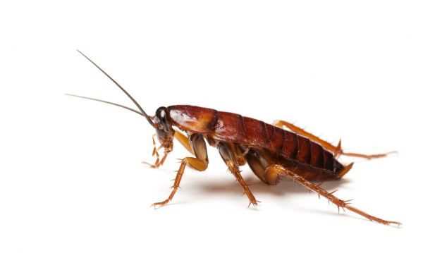 蟑螂能扔馬桶里沖走嘛,蟑螂沖進(jìn)馬桶里還會(huì)回來嗎圖4