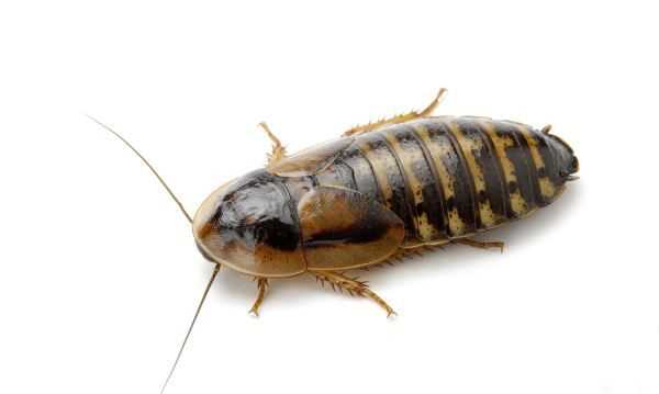 蟑螂能扔馬桶里沖走嘛,蟑螂沖進(jìn)馬桶里還會(huì)回來嗎圖5