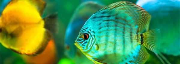 底砂里的糞便怎么清理,魚缸內(nèi)沉積在沙石內(nèi)的糞便有什么方法清理圖2