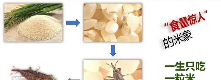 房間里出現(xiàn)很多很多的像瓢蟲(chóng)一樣的小蟲(chóng)子，求助怎么清理干凈