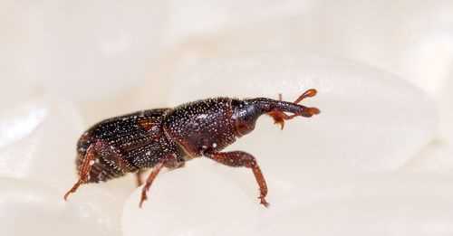 夏天黑色的毛毛蟲(chóng)爬到房間里怎么辦