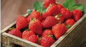 草莓紅了后多久才能吃,草莓變紅了之后有一點(diǎn)點(diǎn)發(fā)黃是什么事情圖4