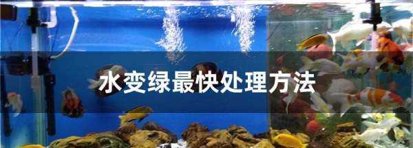 水變綠最快處理方法,水變綠最快處理方法是什么原理圖1