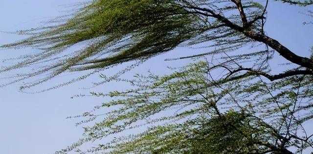 四到五級(jí)風(fēng)有多大?