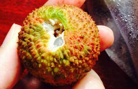 吃了荔枝里的蟲子怎么辦,荔枝里的蟲子吃到肚子里怎么辦圖5