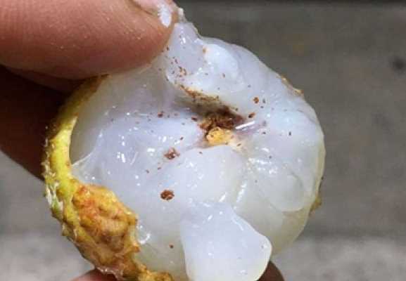 吃了荔枝里的蟲子怎么辦,荔枝里的蟲子吃到肚子里怎么辦圖6